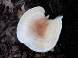 Bondarzewia berkeleyi image