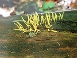 Calocera cornea image