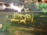 Calocera cornea image