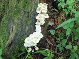 Clitocybula abundans image