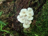 Clitocybula abundans image