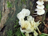Clitocybula abundans image
