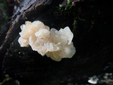 Ductifera pululahuana image