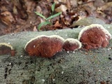 Phellinus gilvus image