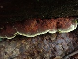 Phellinus gilvus image