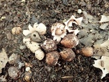 Geastrum morganii image