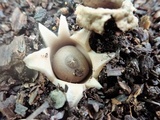 Geastrum morganii image