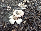 Geastrum morganii image