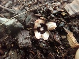 Geastrum morganii image