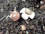 Geastrum morganii image