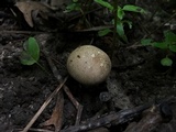 Scleroderma areolatum image