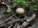 Scleroderma areolatum image