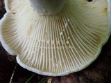Lactarius subvellereus image