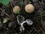 Scleroderma areolatum image