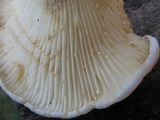 Lactarius subvellereus image