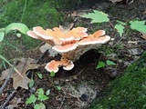 Laetiporus cincinnatus image