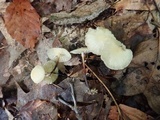 Marasmius delectans image