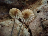 Marasmius siccus image