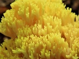 Ramaria aurea image