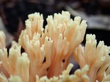 Ramaria formosa image