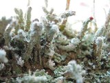 Cladonia didyma image