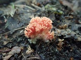 Ramaria subbotrytis image
