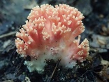 Ramaria subbotrytis image