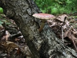 Pholiota polychroa image