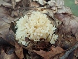 Sebacina sparassoidea image