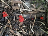 Sarcoscypha occidentalis image