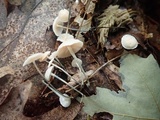 Tetrapyrgos nigripes image
