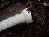 Amanita multisquamosa image