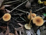 Inocybe unicolor image