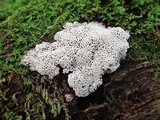Oxyporus latemarginatus image