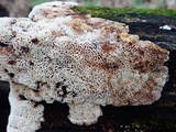 Oxyporus latemarginatus image