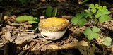 Ganoderma curtisii image