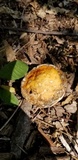 Ganoderma curtisii image