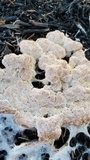 Fuligo candida image