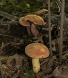 Lanmaoa pseudosensibilis image