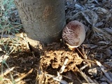 Leucoagaricus americanus image