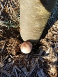 Leucoagaricus americanus image
