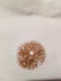 Conocybe apala image