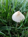 Conocybe apala image