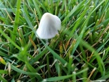 Conocybe apala image