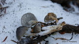 Mycena overholtsii image