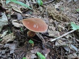 Imleria badia image