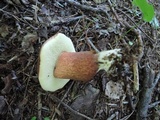 Imleria badia image