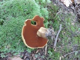 Boletus vermiculosoides image