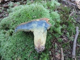 Boletus vermiculosoides image