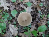 Retiboletus fuscus image